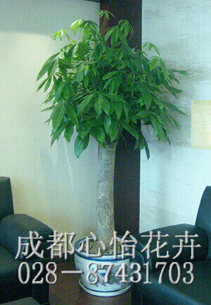 成都花卉租賃品種